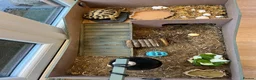 Hermann Tortoise reptiles for sale: Hermann tortoise in Sale - Advert 9