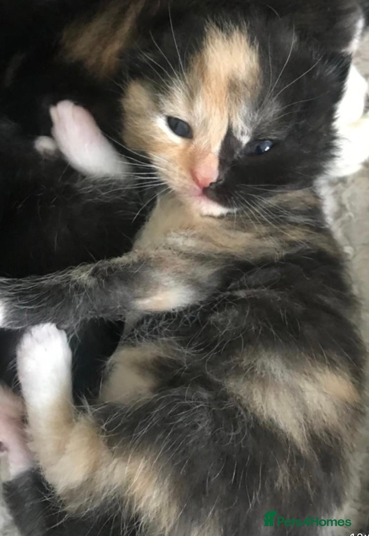 British Shorthair cats Adorable kittens girls and boys available  - Advert 1