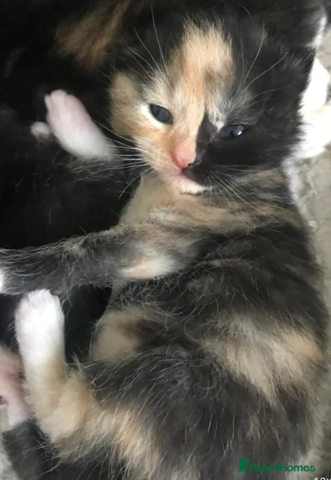 British Shorthair cats for sale: Adorable kittens girls and boys available  - Advert 1