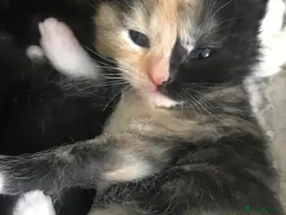 British Shorthair cats Adorable kittens girls and boys available - Advert 4