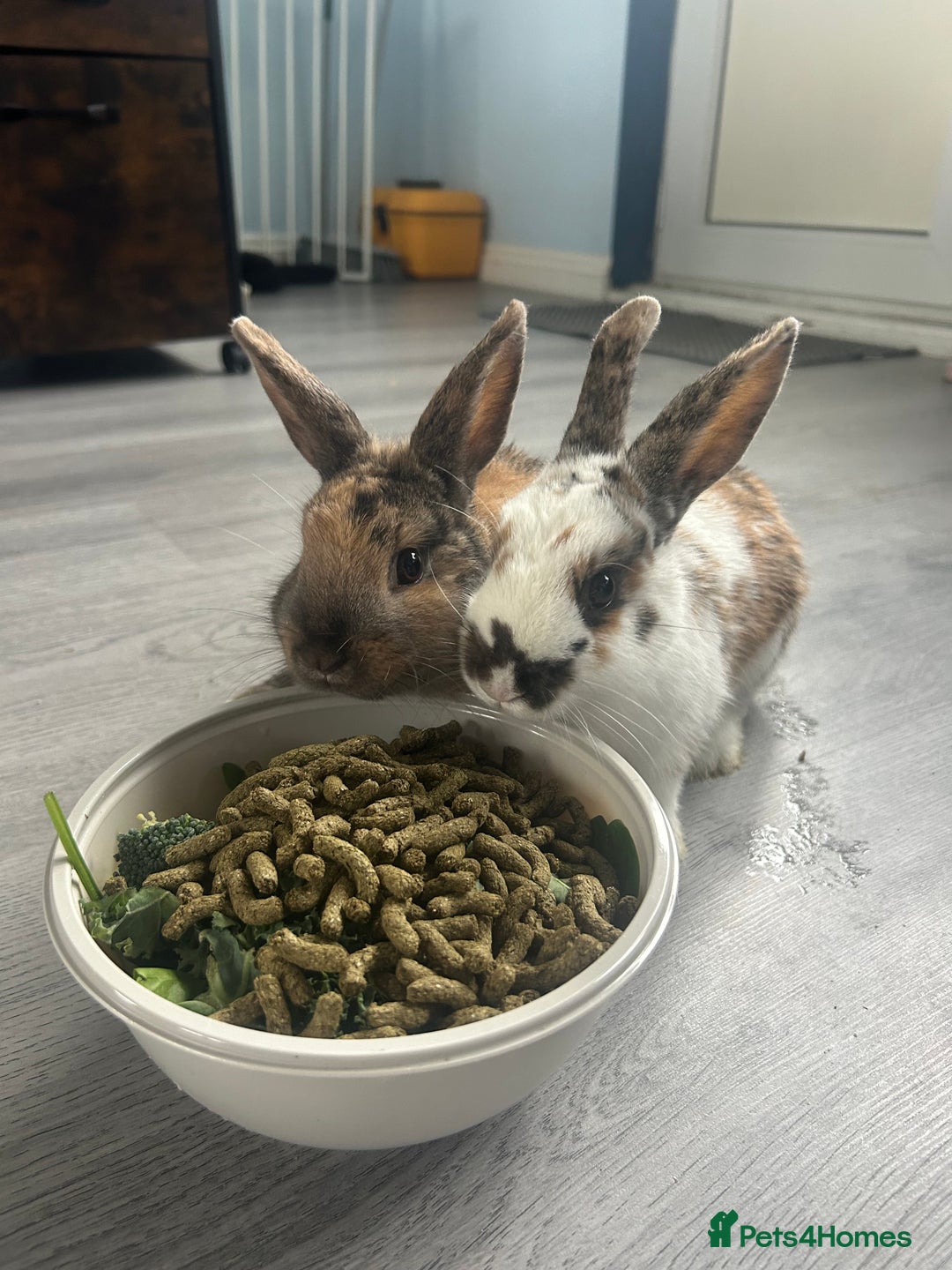 Mixed Breed rabbits for sale: 2 male Rex X netherland dwarf - Advert 1