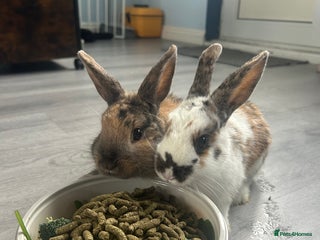 Mixed Breed rabbits 2 male Rex X netherland dwarf - Advert 1
