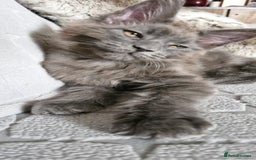Maine Coon cats for sale: Little adorable kitten looking for new home  - Image 13