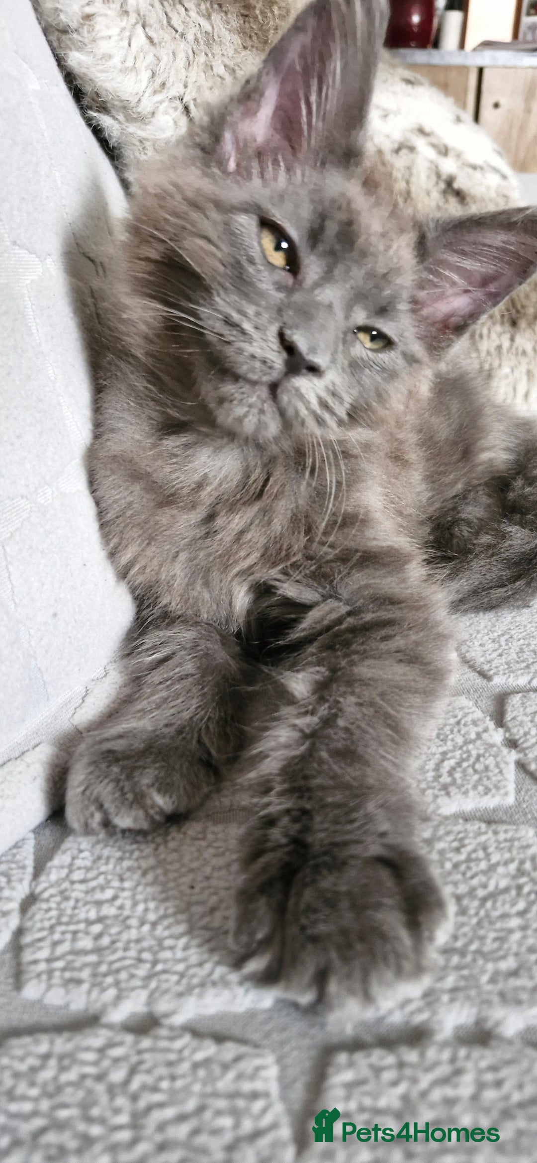 Maine Coon cats for sale: Little adorable kitten looking for new home  - Image 13