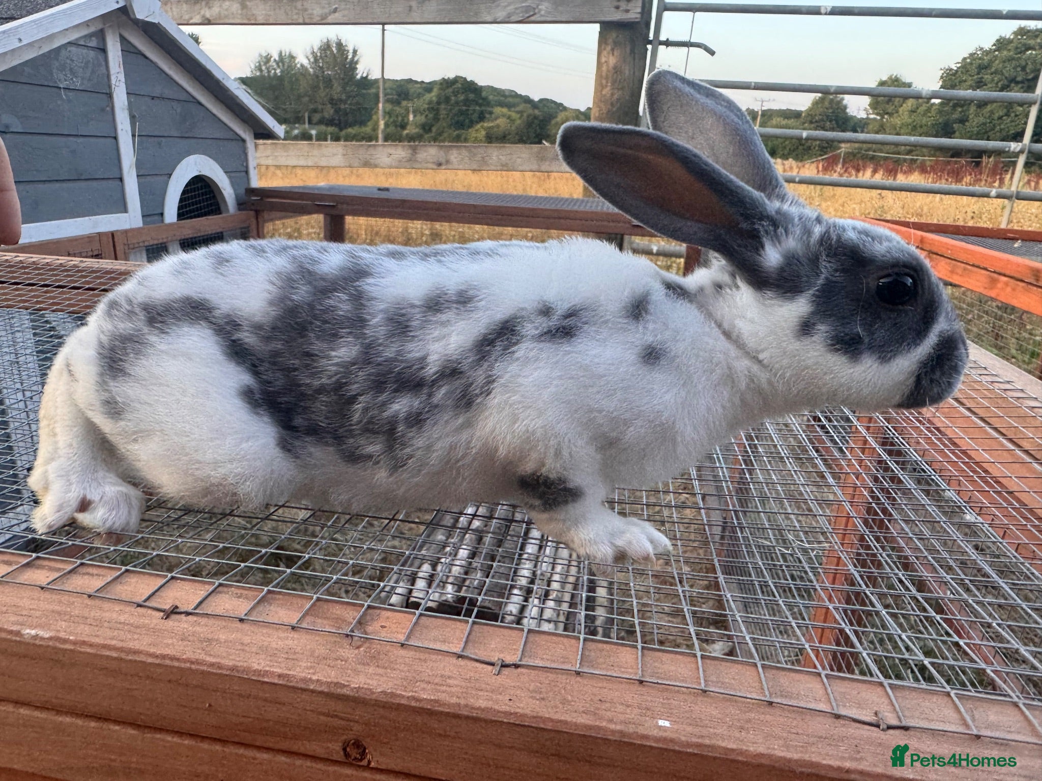 Rex rabbits READY TO LEAVE - Pedigree mini Rex - vaccinated  - Advert 2