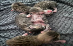Mixed Breed cats for sale: Mixed breed kittens available  - Image 2