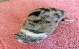 Australian Shepherd dogs for sale: *3 LEFT* Australian shepherd puppies for sale  - Image 9