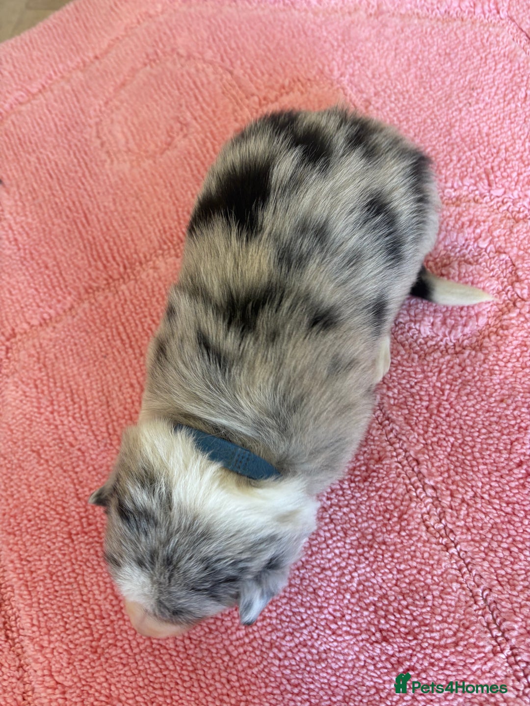 Australian Shepherd dogs for sale: *3 LEFT* Australian shepherd puppies for sale  - Image 9
