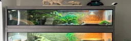 Leopard Gecko reptiles for sale: Leopard gecko and full set up  in Leicester - Advert 2