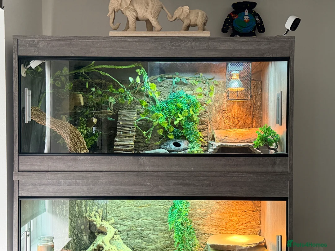 Leopard Gecko reptiles for sale: Leopard gecko and full set up  in Leicester - Advert 2