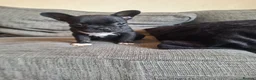French Bulldog dogs for sale: French bulldogs  - Advert 7