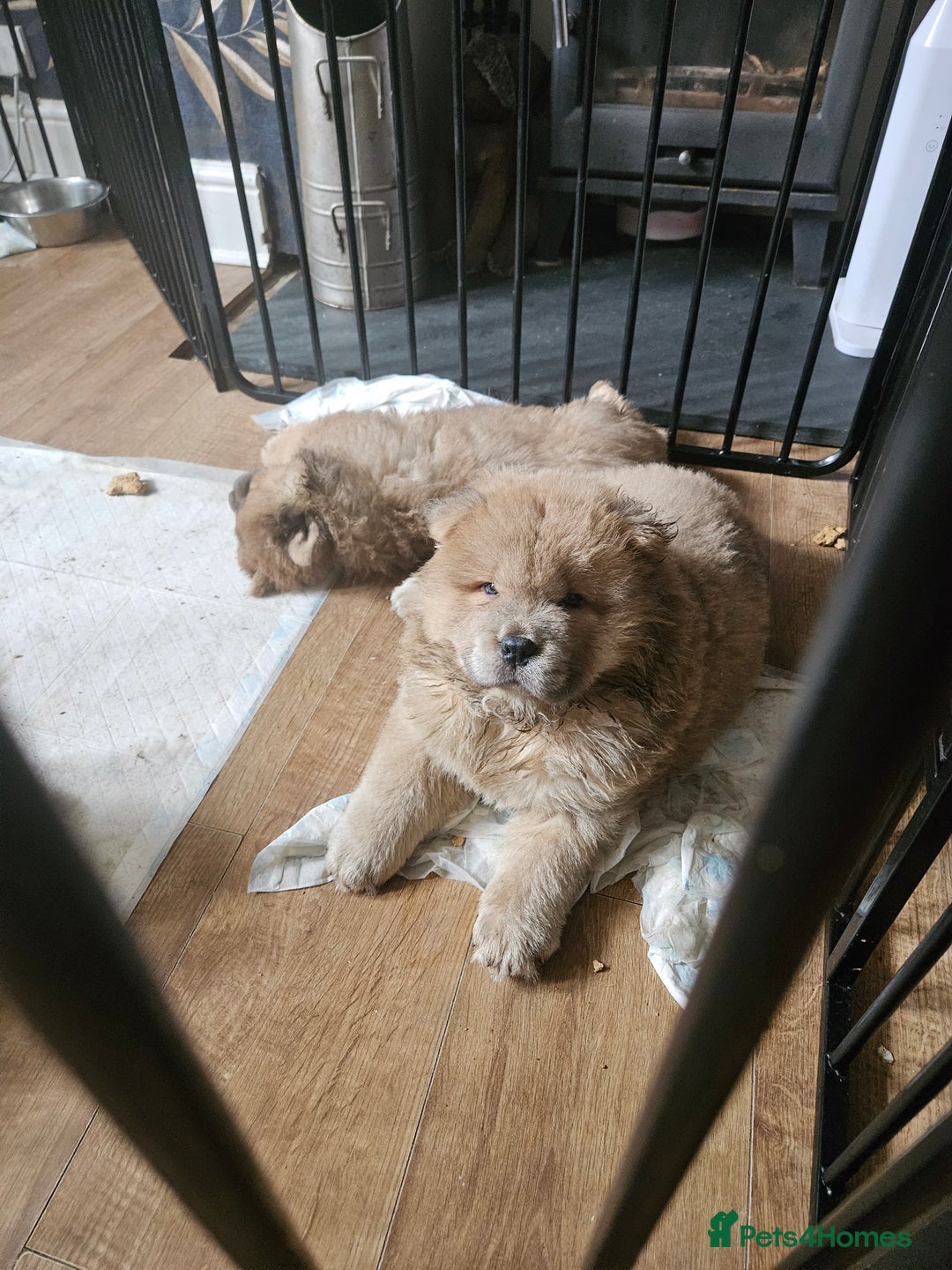 Chow Chow dogs for sale: Chow chow puppies - Image 6