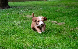 Goldendoodle dogs for sale: F1b Miniature Goldendoodles - Waiting List Open - Image 6