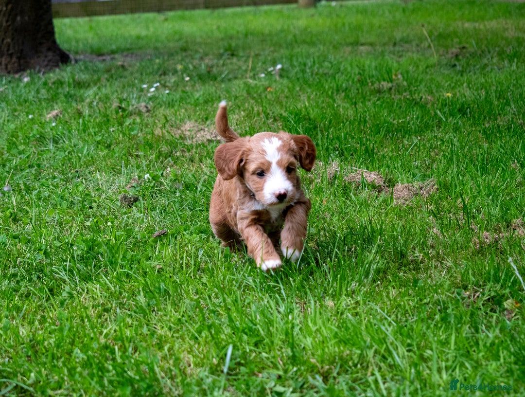 Goldendoodle dogs for sale: F1b Miniature Goldendoodles - Waiting List Open - Image 6