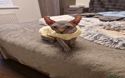 Sphynx cats for sale: Health checked fully vaccinated amazing kittens  - Image 28