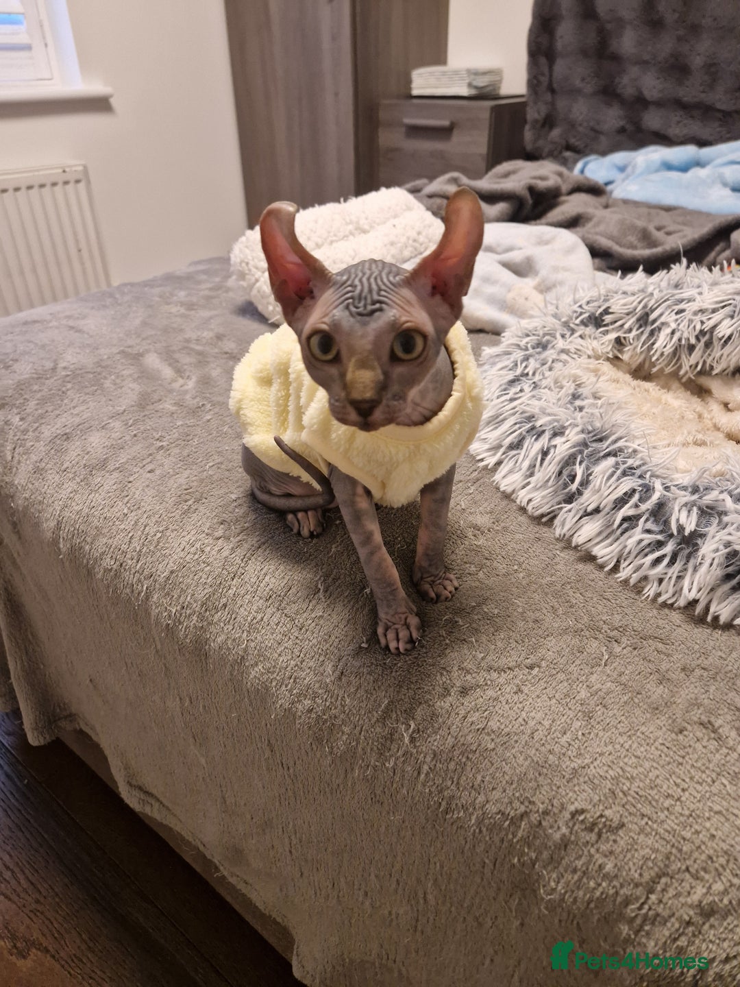 Sphynx cats for sale: Health checked fully vaccinated amazing kittens  - Image 28