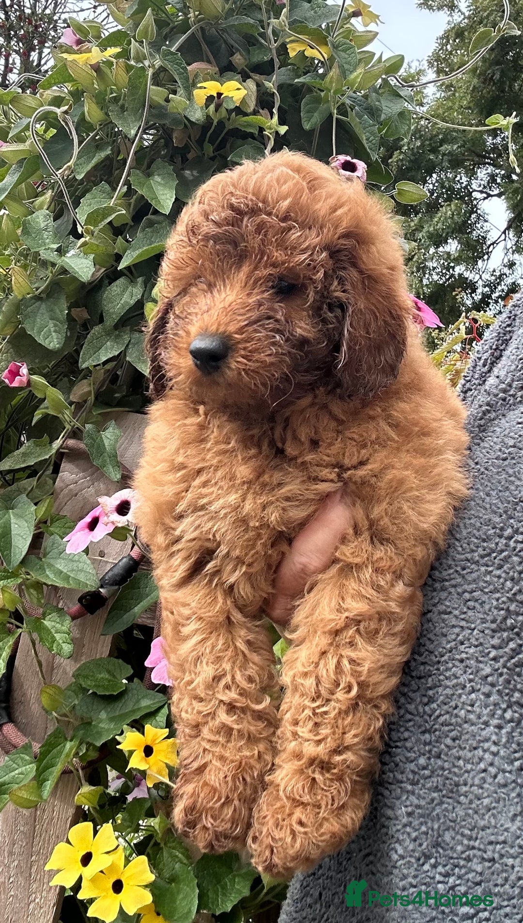 Labradoodle dogs for sale: F1bb miniature Labradoodle puppies - Image 1
