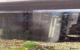 Other/Mixed Breed fish for sale: Fish & everything included  - Image 4
