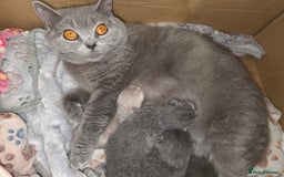 British Shorthair cats for sale: READY Pedigree British shorthair  - Image 5