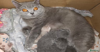 British Shorthair cats - Advert 13