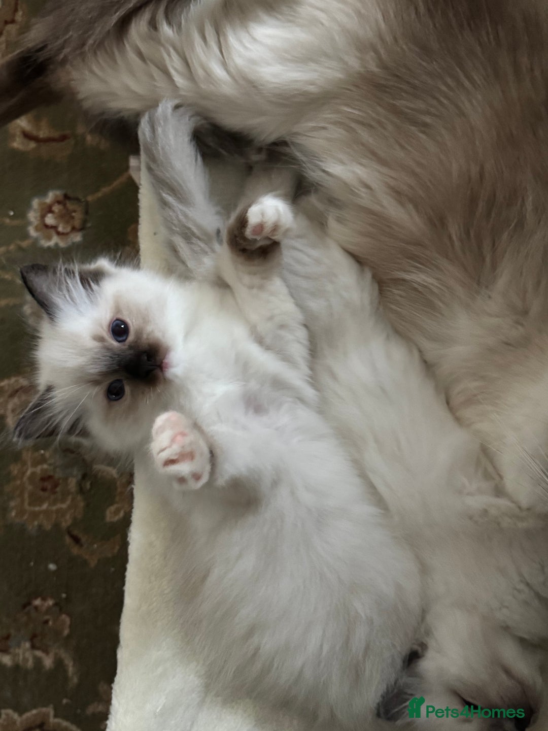 Ragdoll cats for sale: Last mitted Ragdoll boy available  - Advert 1