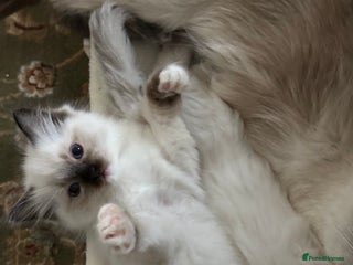 Ragdoll cats Last mitted Ragdoll boy available - Advert 7