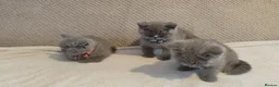 British Shorthair cats for sale: Beautiful British Shorthair Kittens – GCCF Reg in London - Advert 8