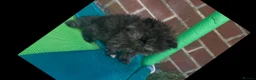 Persian cats for sale: Rare coloured Persian kitten ready to leave - Advert 28