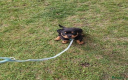 Rottweiler dogs for sale: Gorgeous male Rottweiler puppy Reggie  - Image 10