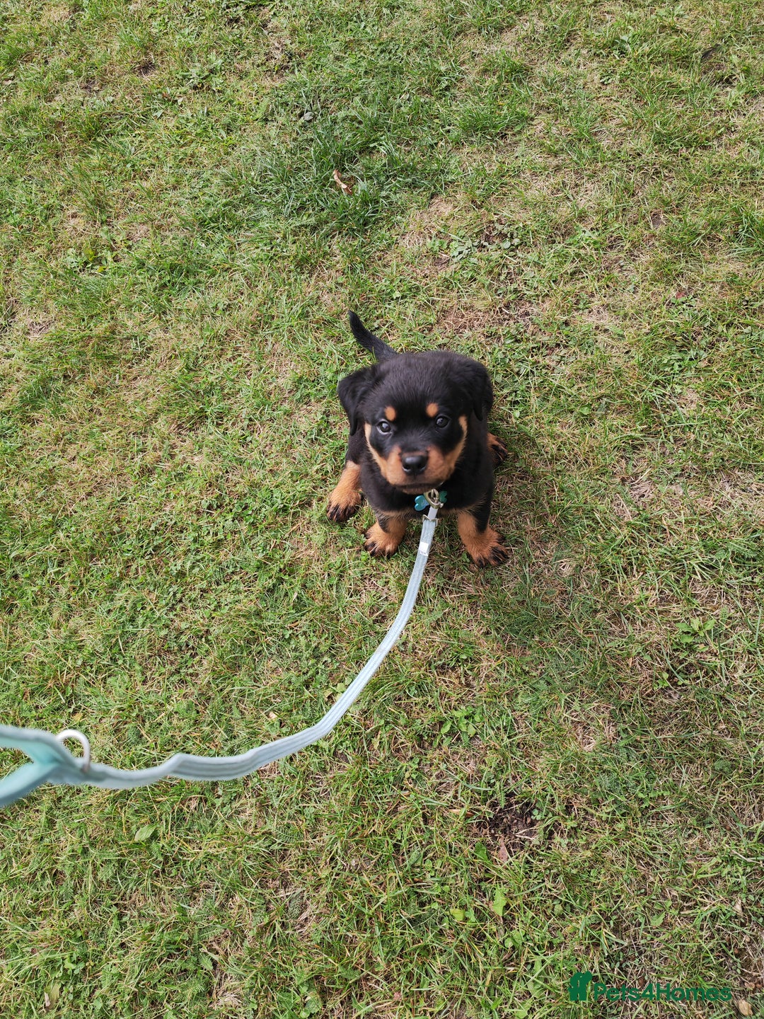 Rottweiler dogs for sale: Gorgeous male Rottweiler puppy Reggie  - Image 10