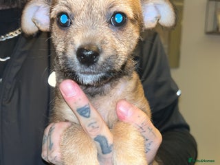 Mixed Breed dogs Chipins - Advert 1