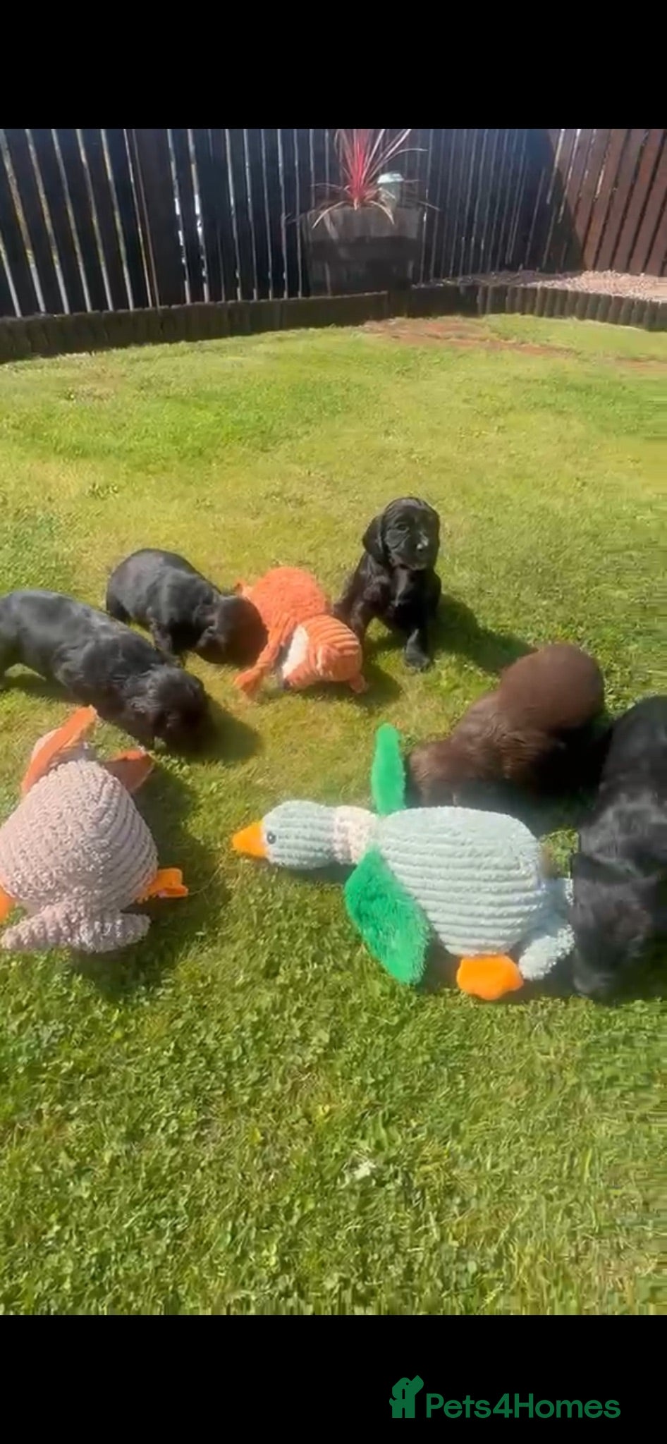 Cocker Spaniel dogs Beautiful chunky Cocker girl pups available  - Advert 1