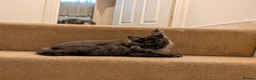 Maine Coon cats for sale: Pure maine coon kittens for sale - Advert 7