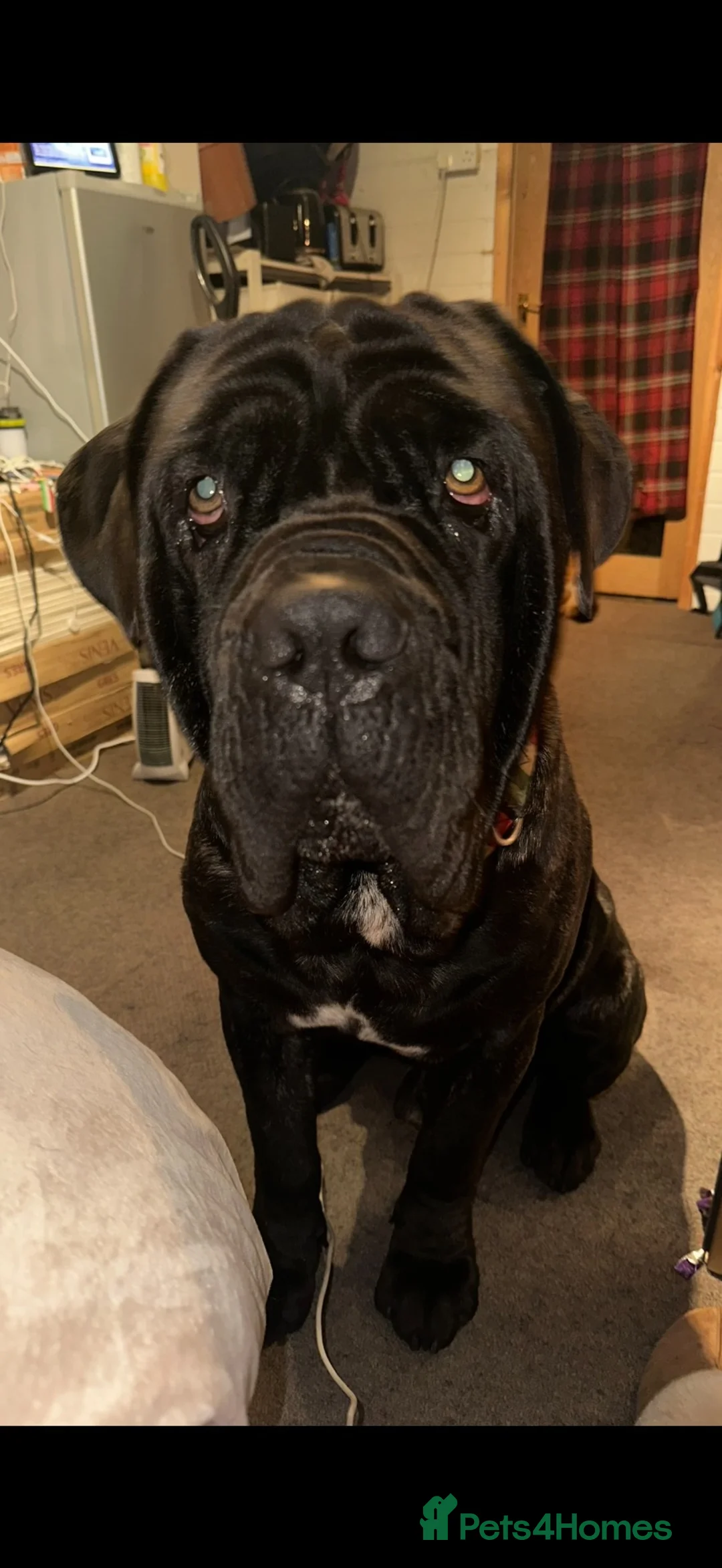 Neapolitan Mastiff dogs for sale: Looking for a loving home  - Advert 1