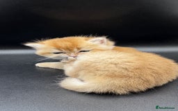 British Shorthair cats for sale: GCCF BSH GOLDEN BLACK TIPPED NY12 KITTENS - Image 25