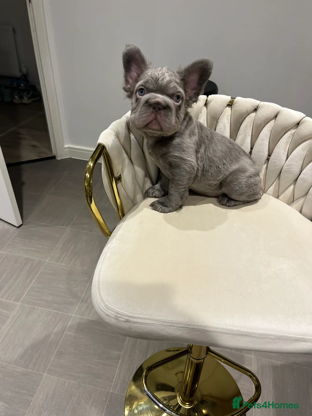 French Bulldog dogs for sale: 5 beautiful fluffy French bulldogs  - Advert 8