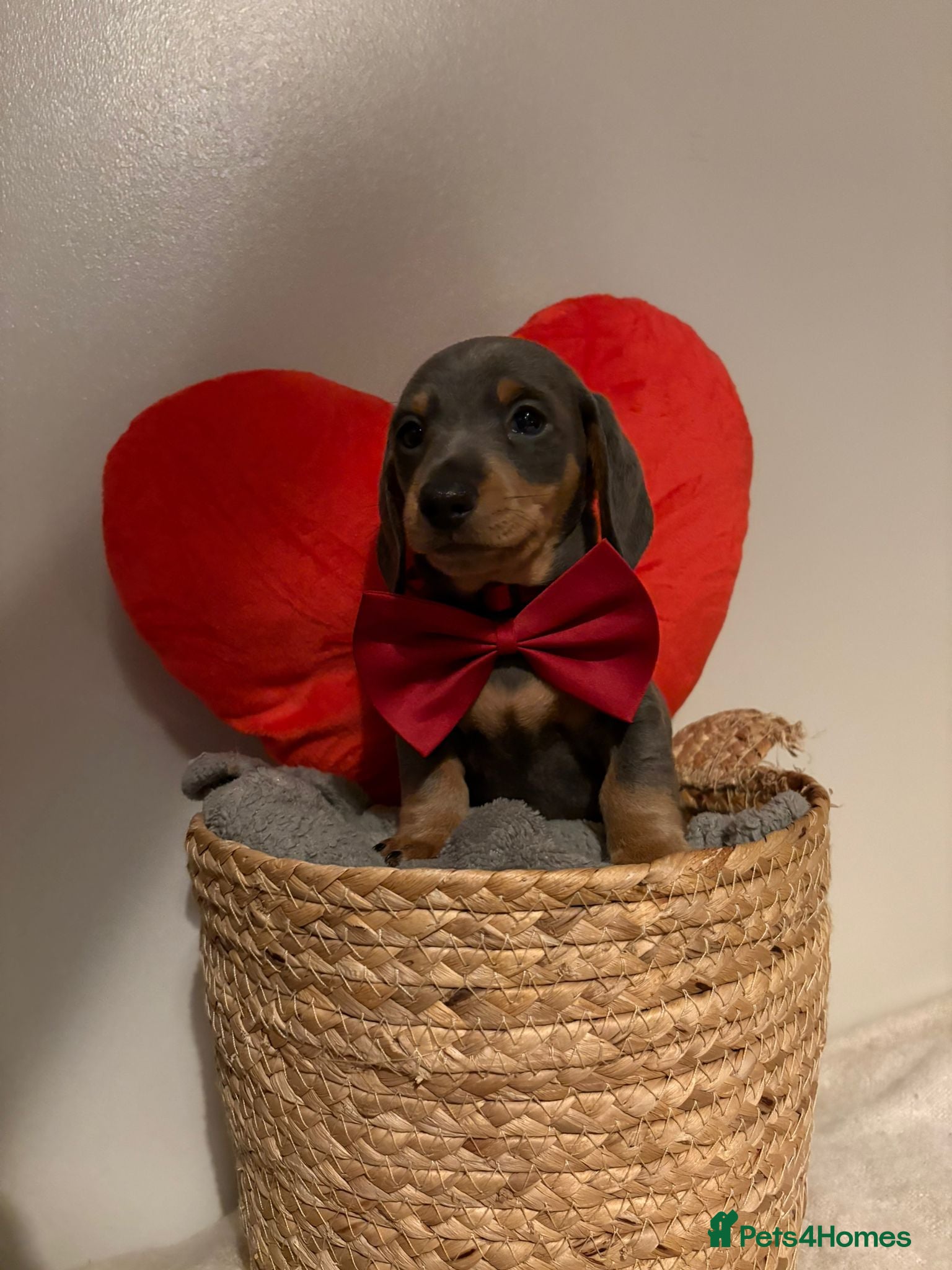 Miniature Dachshund dogs Miniature dachshund puppies forsale - Advert 1
