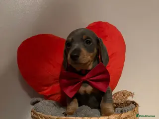 Miniature Dachshund dogs Miniature dachshund puppies forsale - Advert 1