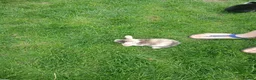 Mini Lop rabbits for sale: Mini lop boys - Advert 5