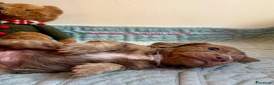 Miniature Dachshund 3