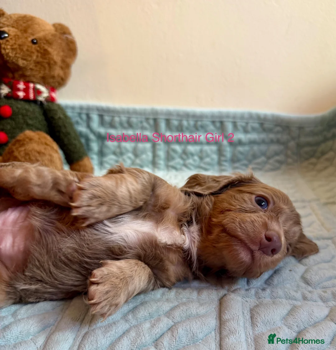 Miniature Dachshund dogs for sale: Four Beautiful Miniature Dachshund Puppies - Advert 2