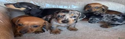 Miniature Dachshund dogs for sale: Miniature dachshunds - Advert 17