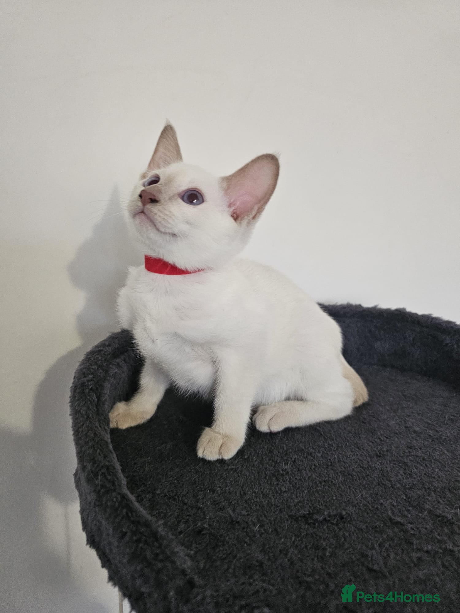 Siamese cats Stunning Siamese Kitten 😸  - Advert 9