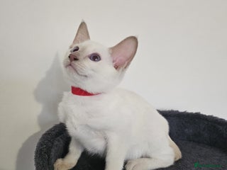 Siamese cats Stunning Siamese Kitten 😸 - Advert 2