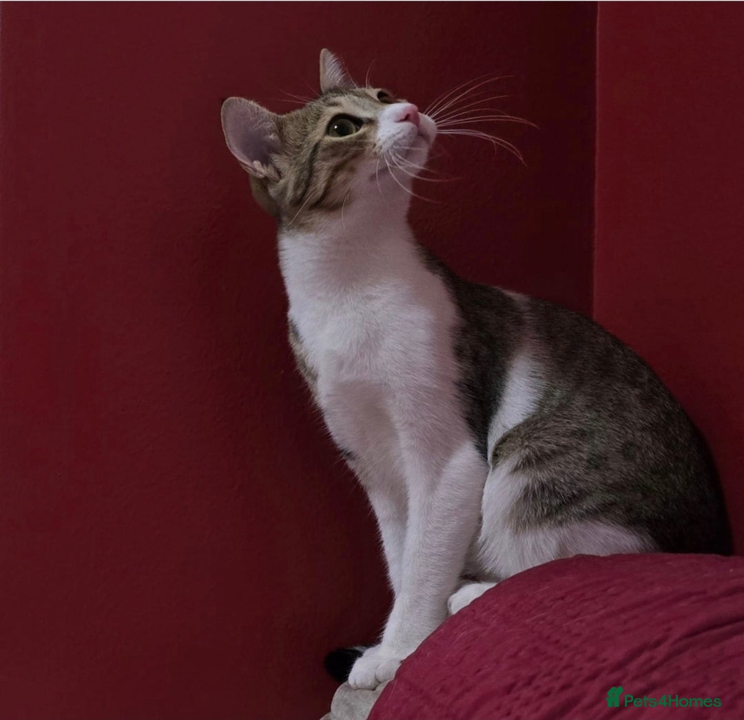 Mixed Breed cats for adoption: [Indoors Only] MiniMi & MiniMo - lovely sisters  - Image 7