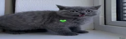 Scottish Fold cats for sale: Beautiful Scottish Fold and Scottish Straight 🐾 - Advert 11