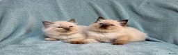 Ragdoll cats for sale: Two male Ragdoll kittens - Advert 1