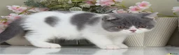 British Shorthair cats for sale: Gorgeous British Kittens - Advert 21