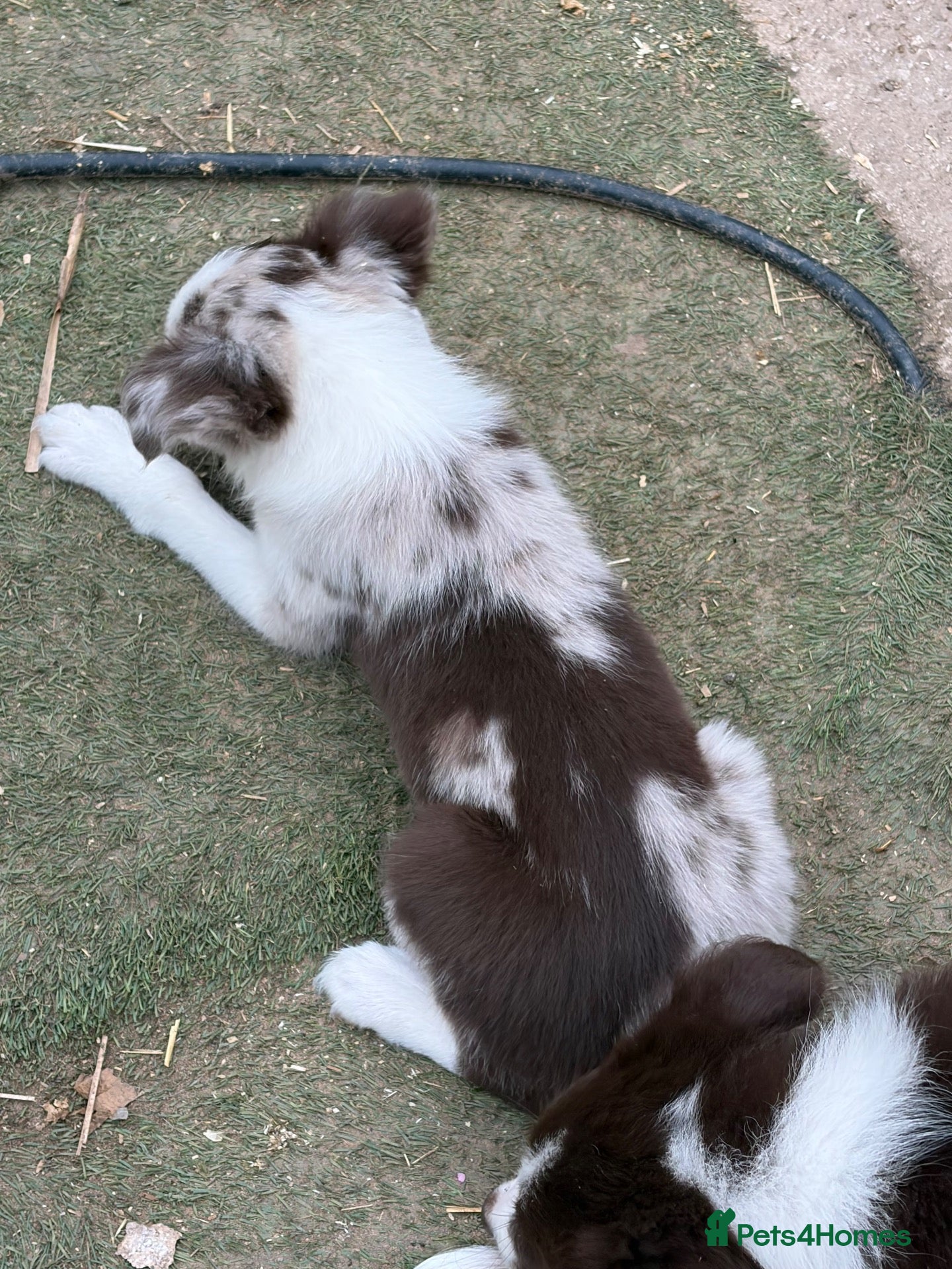 Border Collie dogs Border collie puppies - Advert 2