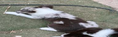 Border Collie 1